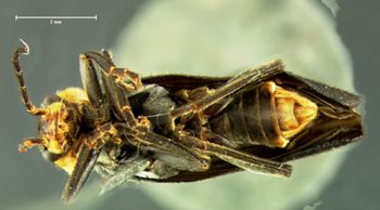Media type: image;   Entomology 3409 Aspect: habitus ventral view